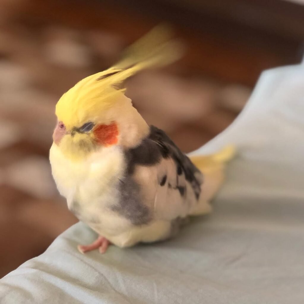 What Should I Ask a Cockatiel Breeder Before Buying?