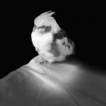 How often should I let my cockatiel out of its cage if it is healthy and tame?
