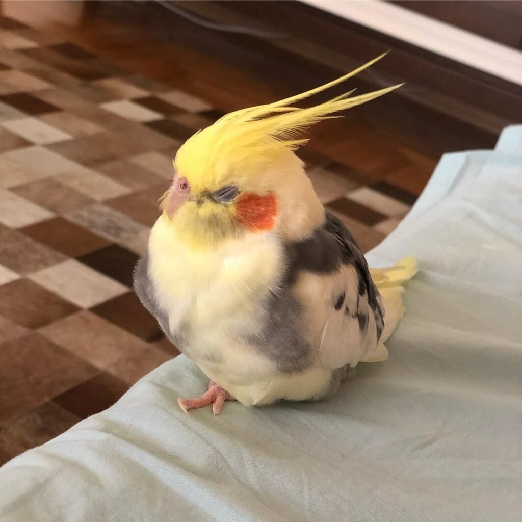 Does Out-of-Cage Time Count as Attention?