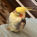How much attention does a cockatiel need each day if it is kept alone?