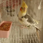 What should I feed my cockatiel as its main food?