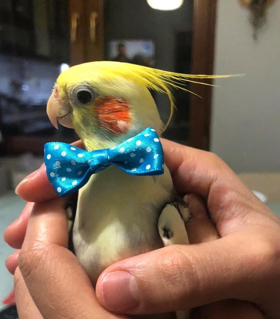 Should a Cockatiel Be Out of Its Cage All Day?