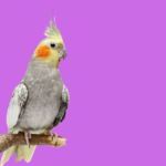 Cockatiel Photos