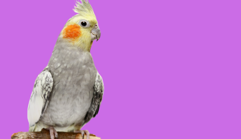 Are cockatiels easy to tame and handle