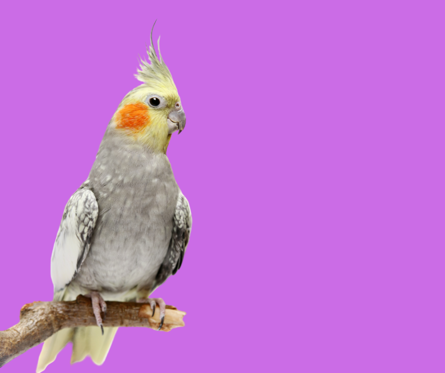 Are cockatiels easy to tame and handle