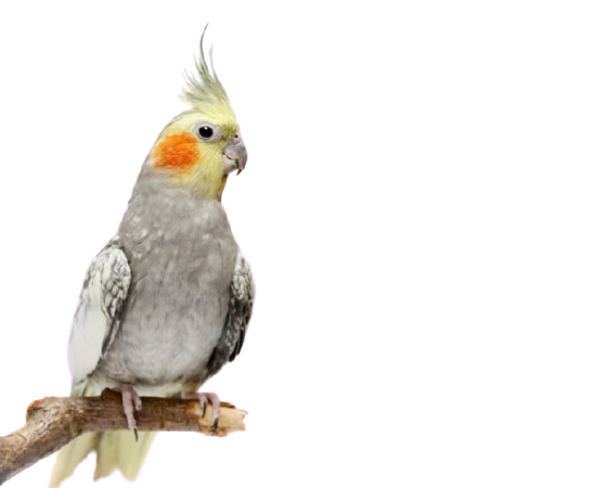 Are cockatiels good pets for children
