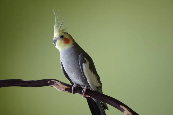 Are cockatiels noisy
