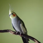 How long do cockatiels live with good care?