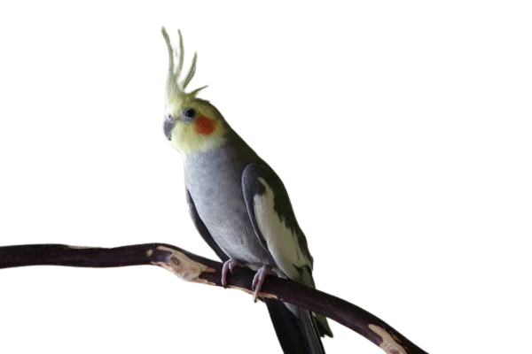 Cockatiels Care