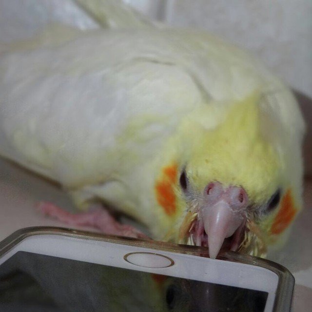 Prepare for the First Veterinary Visit
