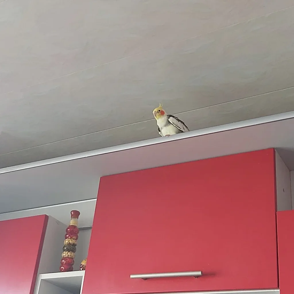 Choosing a Cockatiel With a Good Daily Routine