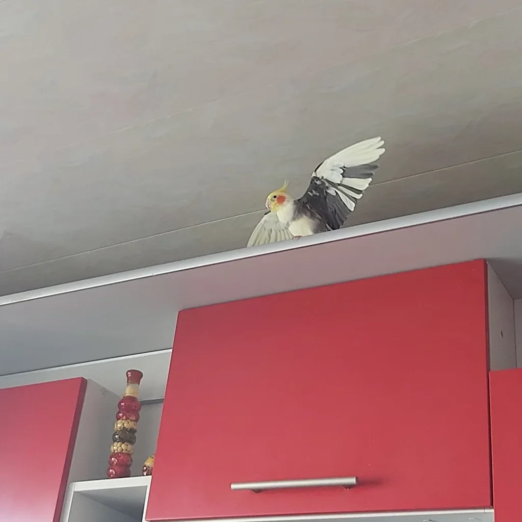 What Vegetables Can Cockatiels Eat?