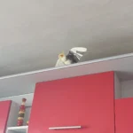 What is the best age to buy a cockatiel for a first-time owner?