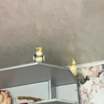 How large should a cockatiel cage be for one cockatiel?