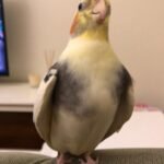 Do cockatiels bite when they are scared?
