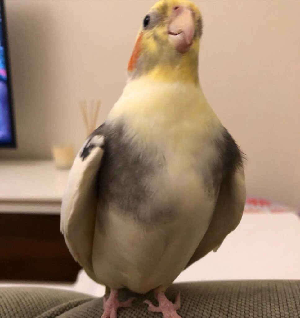 How to Introduce a Cockatiel to Another Bird