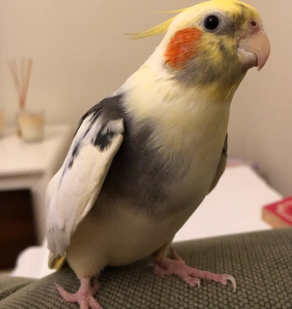 How Hard Do Cockatiels Bite?