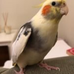 What should I look for when choosing a cockatiel from a breeder?
