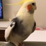 Are cockatiels good pets for children who have never owned a bird?