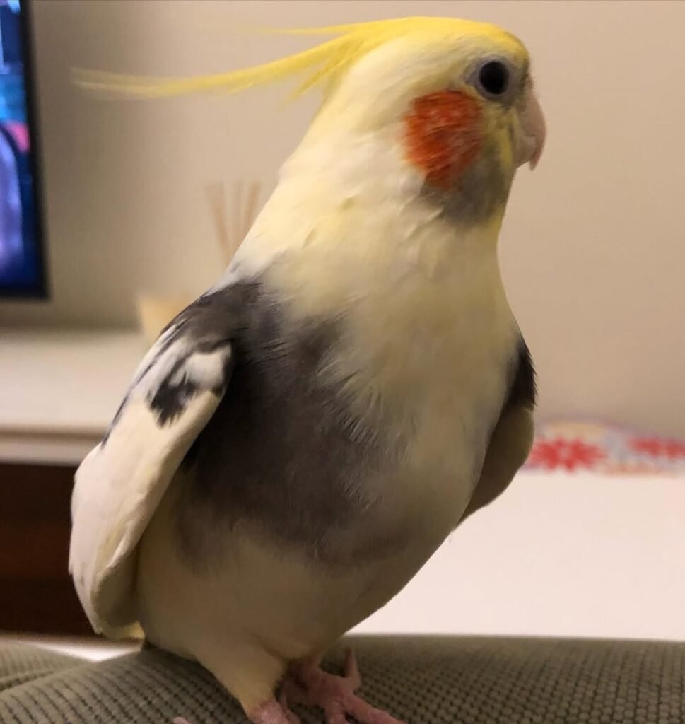 Ask How the Cockatiel Was Socialized