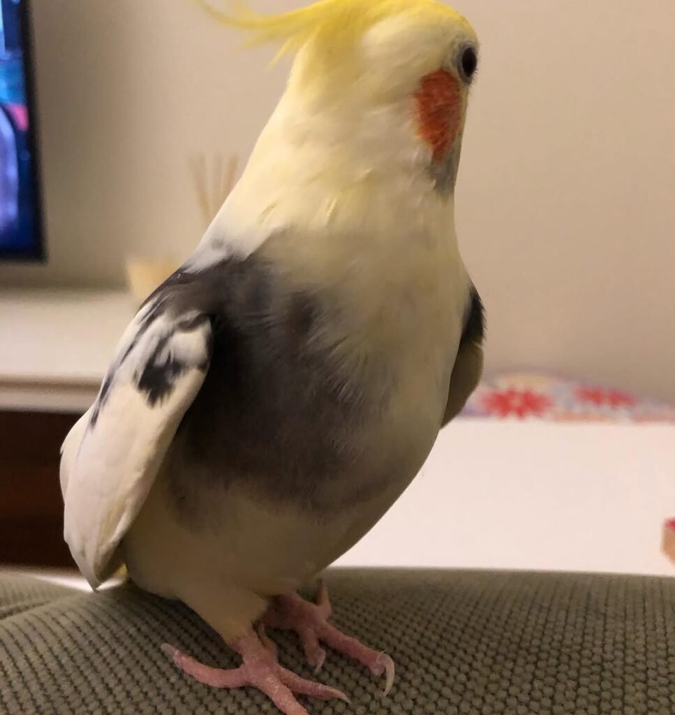 Ask How the Cockatiel Was Socialized