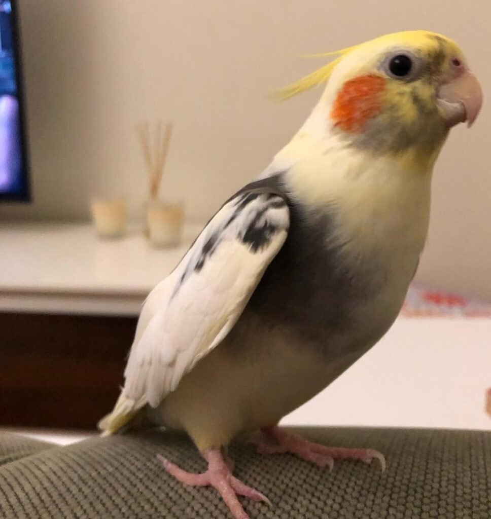 Are Older Cockatiels Harder to Tame?