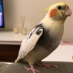 At what age can cockatiels be trained to do tricks?