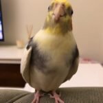 Should I get a male or female cockatiel if I want a friendly pet?