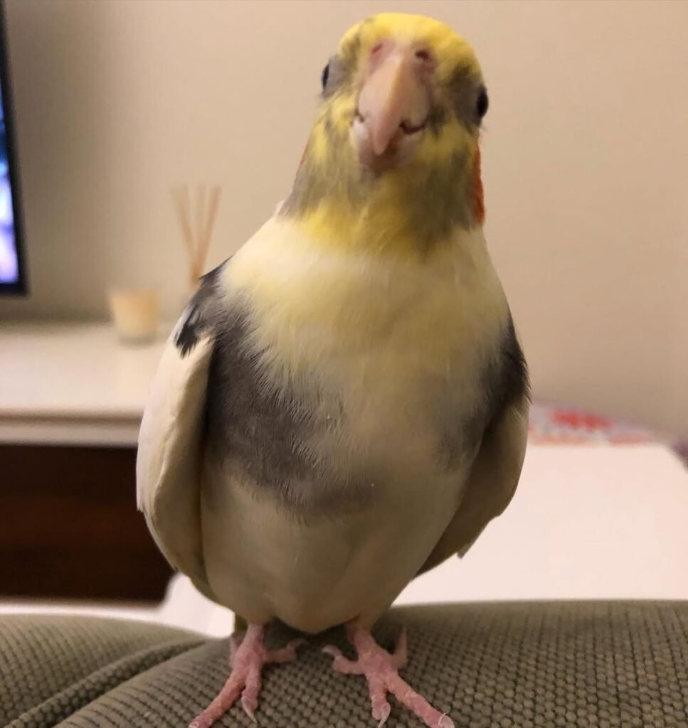 Cockatiel Bathing and Powder Down