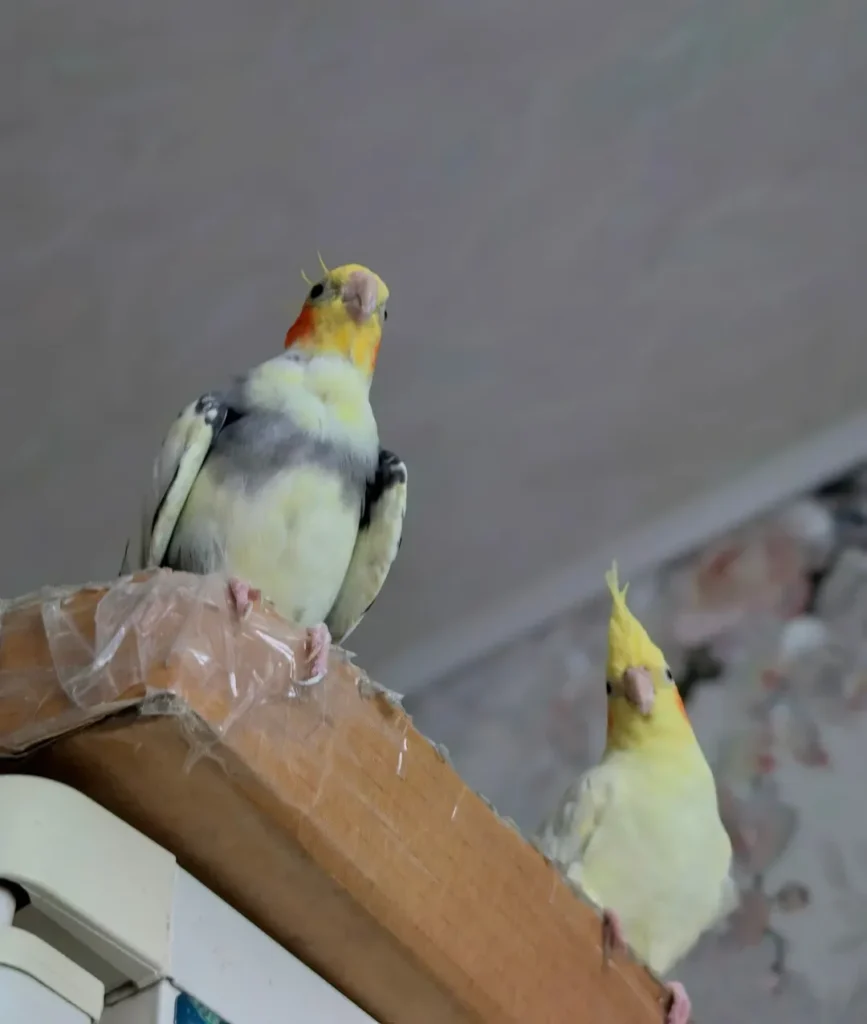 Choosing a Cockatiel for a Family Home