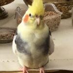 Can a cockatiel live alone without becoming lonely?