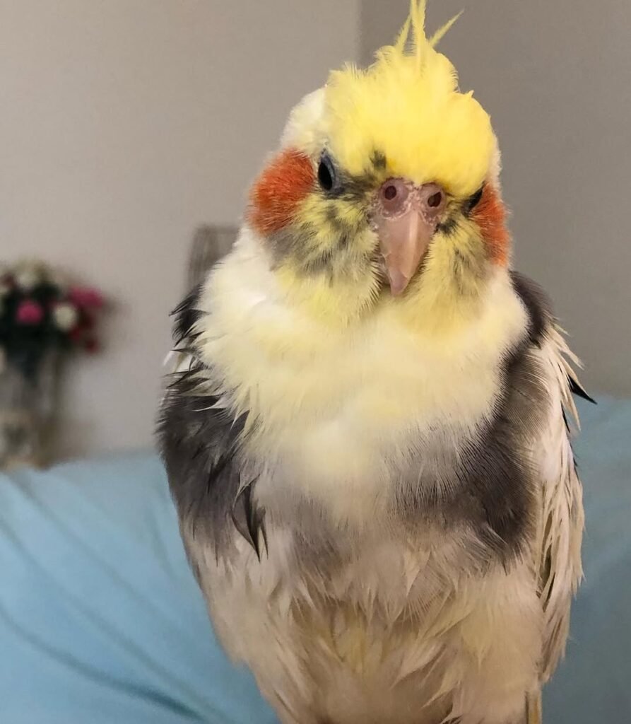 Do Two Cockatiels Still Need Human Attention?