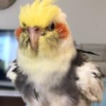 How long does it take for a cockatiel to become affectionate with its owner?