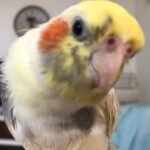 Are cockatiels easy to tame and handle for first-time owners?