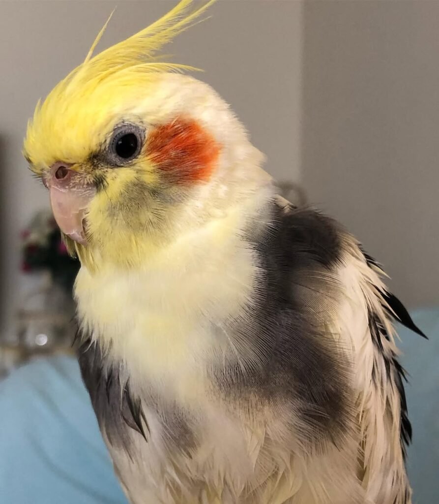 Why Some Cockatiels Are More Affectionate Than Others