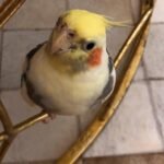 Can cockatiels live with budgies in the same cage?