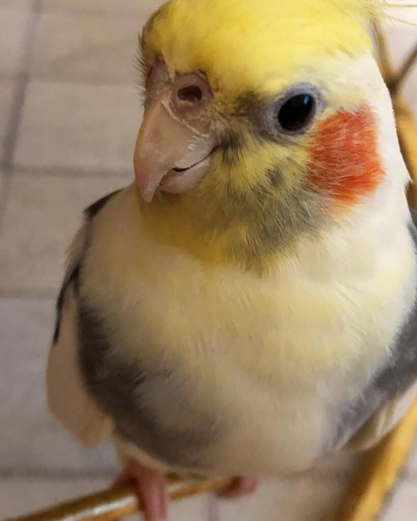 Should Cockatiels Bathe Every Day?