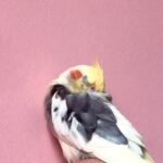 How often do cockatiels need to bathe if they do not like water?