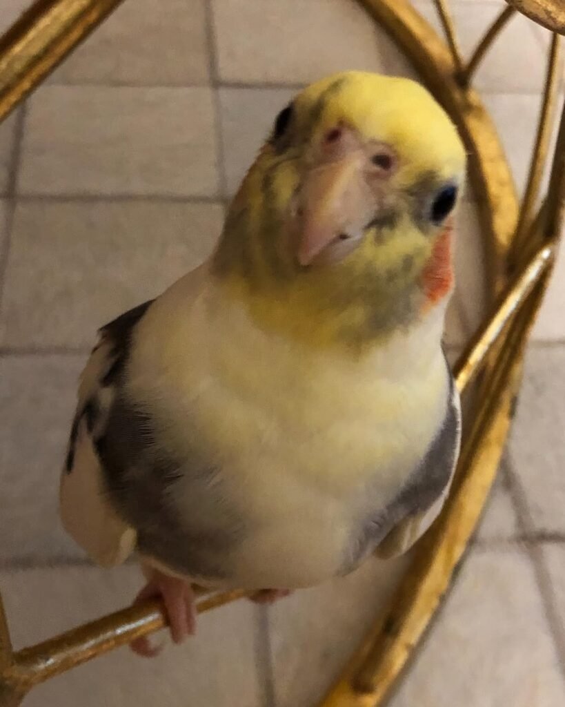 What If My Cockatiel's Sex Still Isn't Clear?