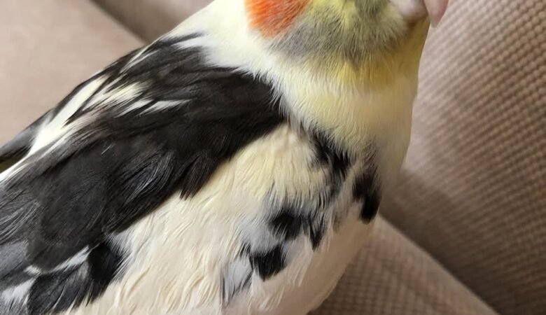 Cockatiel birds for sale in Alabama