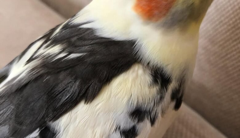 Cockatiel birds for sale in Georgia
