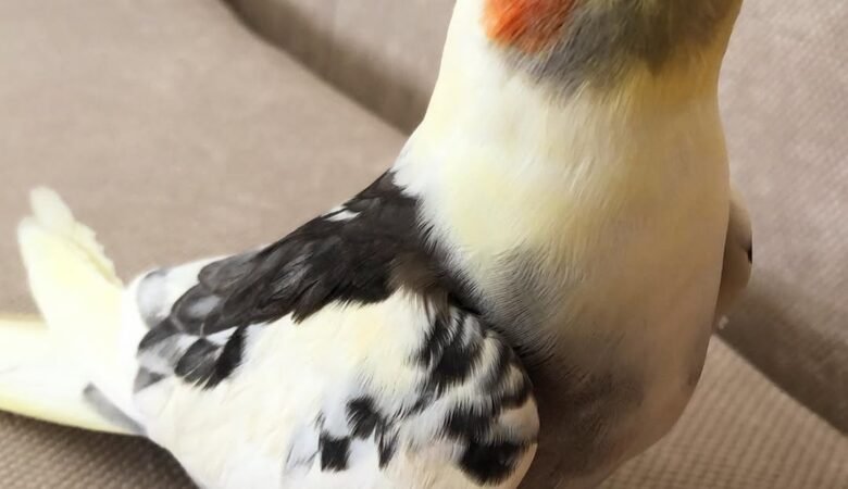 Cockatiel birds for sale in Florida