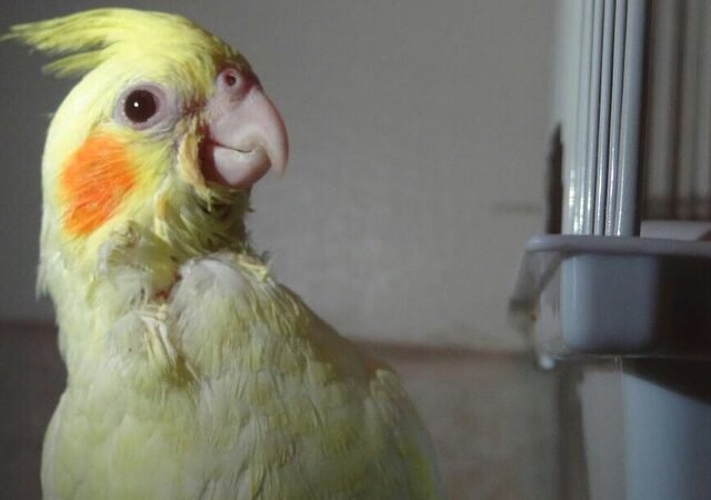 Cockatiels in Utah
