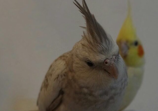 Cockatiels in Washington