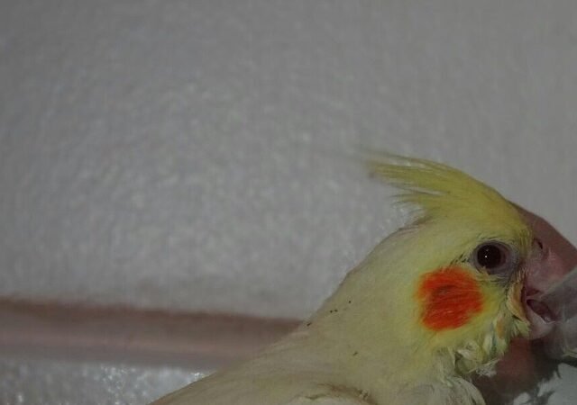 Cockatiels in Tennessee