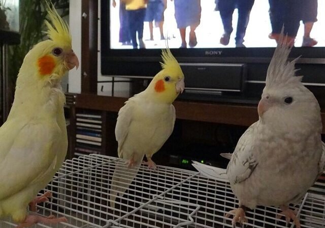 Cockatiels in Wyoming