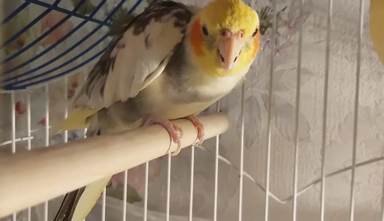 Cockatiel birds in North Carolina