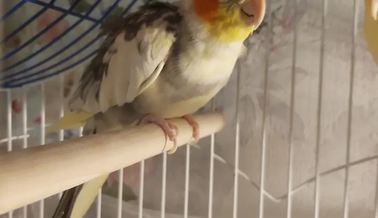 Cockatiel birds in North Dakota