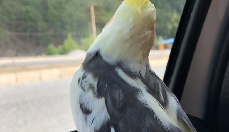 Cockatiel birds for sale in Louisiana