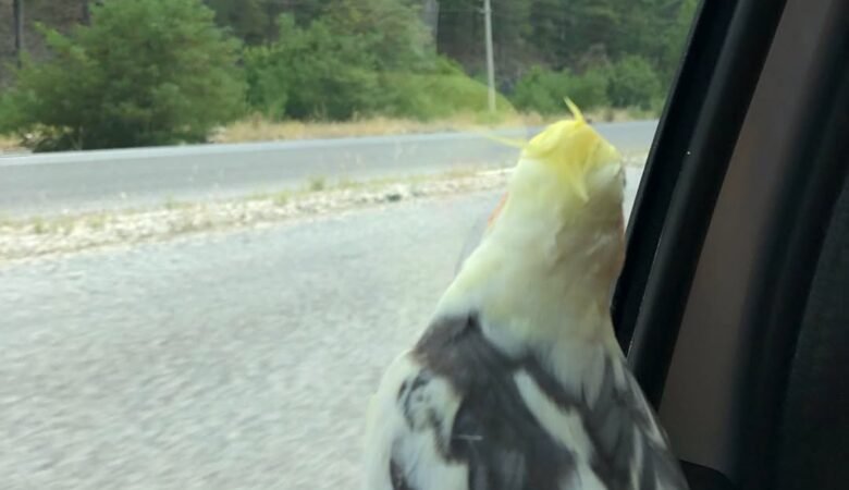 Cockatiel birds in Oregon